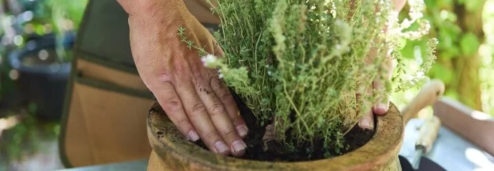 Person pflanzt Thymian in Topf